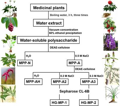 Determining Methyl-Esterification Patterns in Plant-Derived Homogalacturonan Pectins